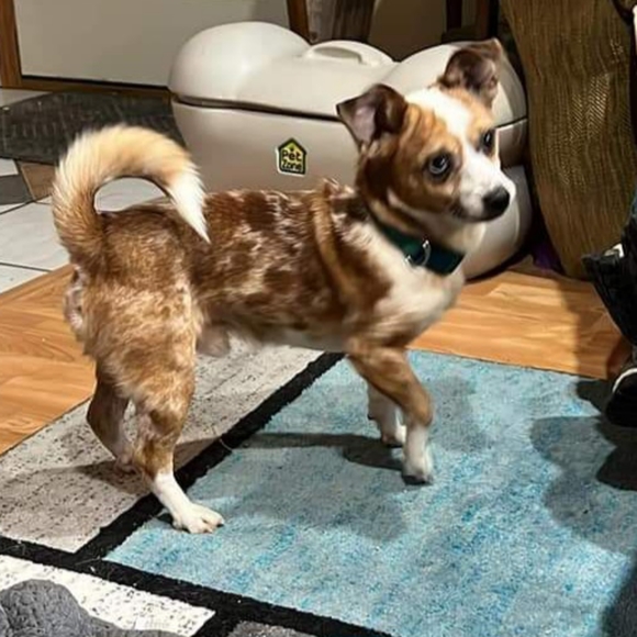 ๐ค(FLAME65)for$10 off first order - Picture 7 of 8